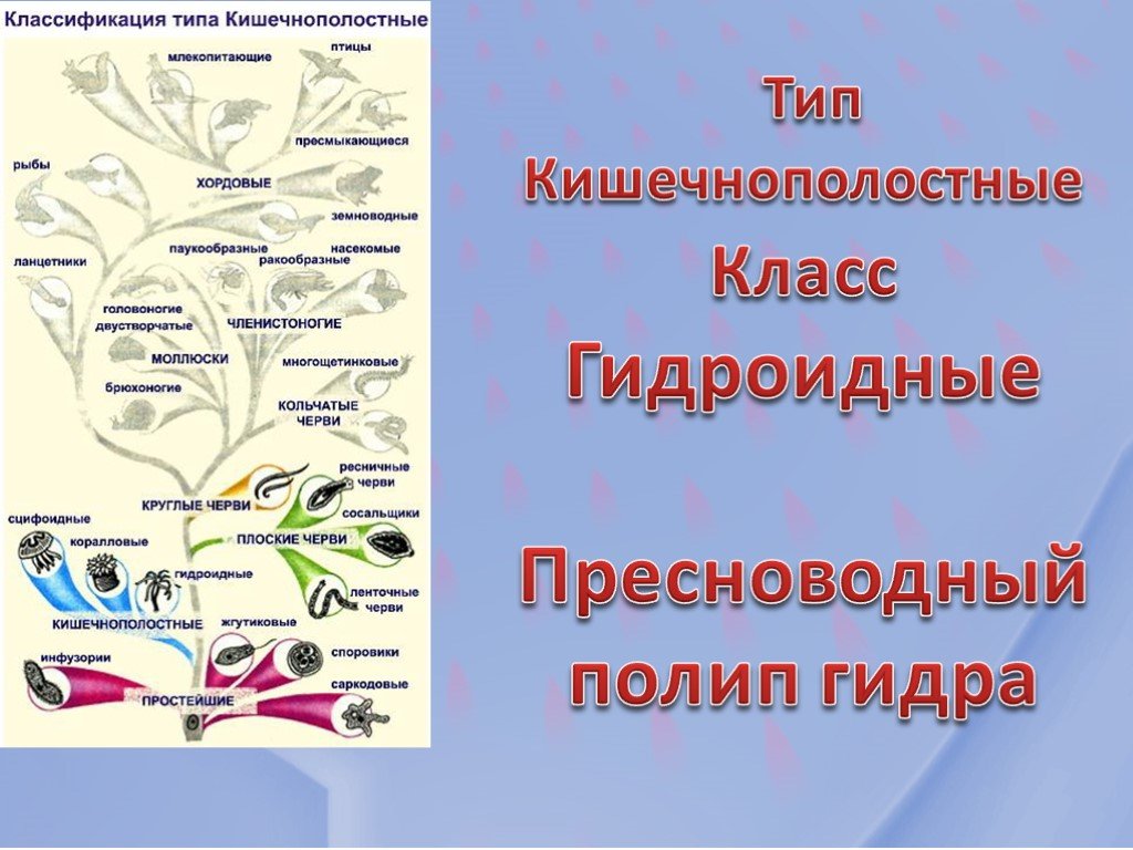 Официальный сайт даркнет