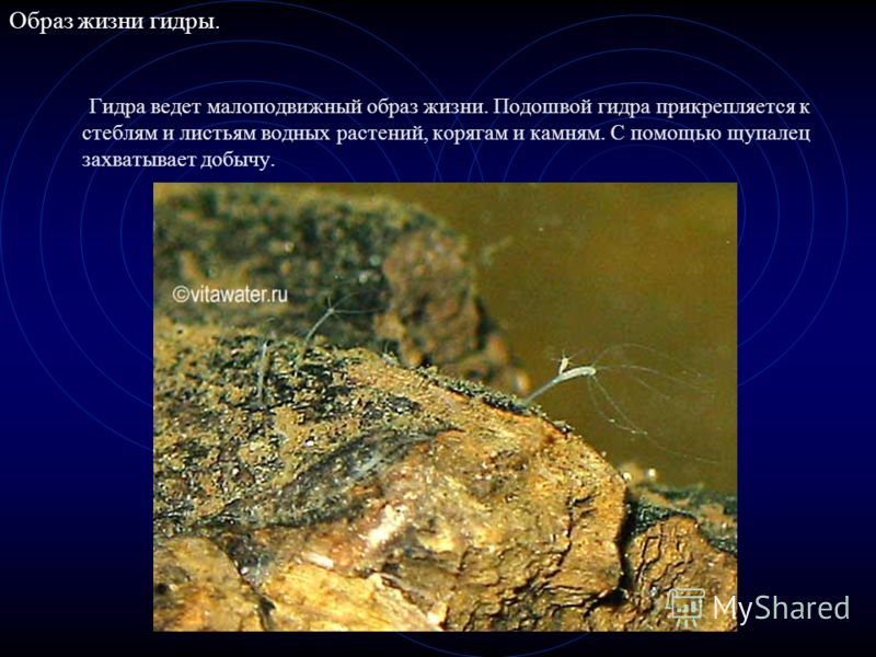 Кракен даркет
